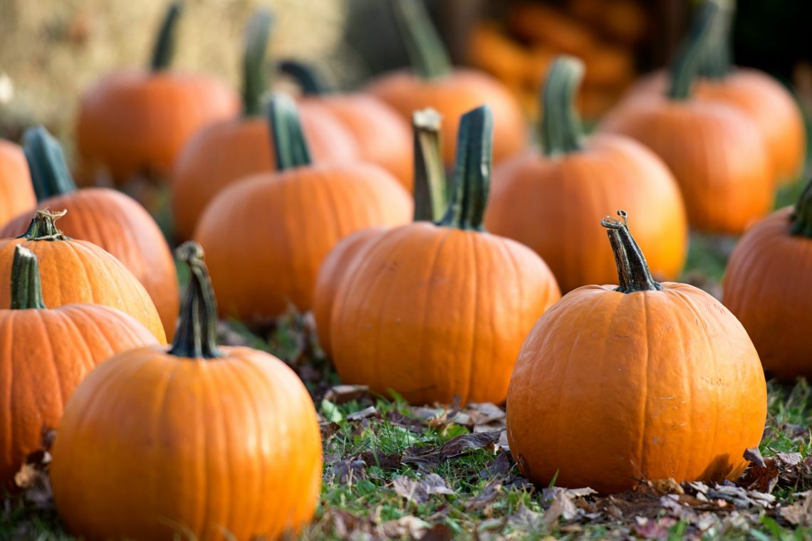 Picture of multiple pumpkins in a pumpkin patch.
