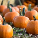Picture of multiple pumpkins in a pumpkin patch.