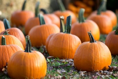 Picture of multiple pumpkins in a pumpkin patch.