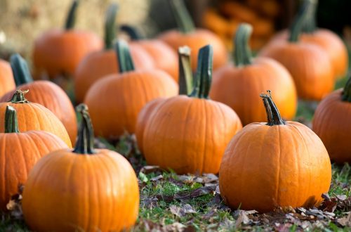 Picture of multiple pumpkins in a pumpkin patch.